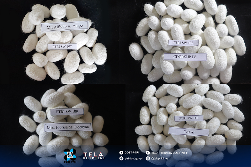 New Philippine silkworm hybrids