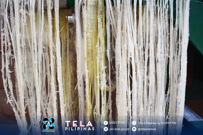 Banana textile fiber extraction training photo 2 with watermark